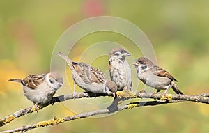 Nestlings, and the parent of a Sparrow sitting on a branch little beaks Agape