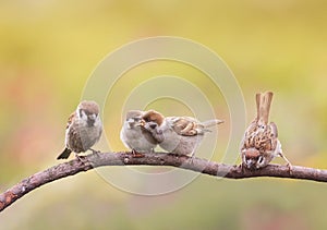 Nestlings, and the parent of a Sparrow sitting on a branch little beaks Agape