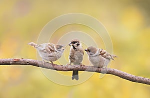 Nestlings, and the parent of a Sparrow sitting on a branch little beaks Agape