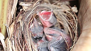 Nestlings of red-whiskered bulbul crying for food in the nest