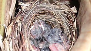 Nestlings of red-whiskered bulbul resting in the nest