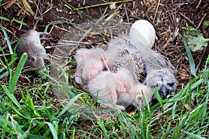 Nestlings of short-eared owl