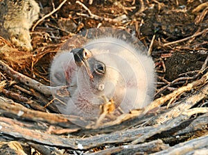 Nestlings Steppe Eagle photo