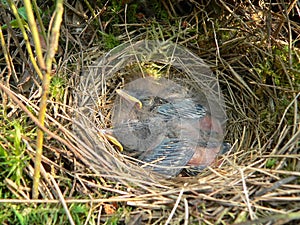 Nestlings of tree pipit