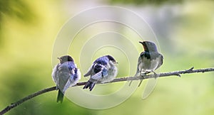 Nestlings and a village swallow bird sit on a tree branch on a summer sunny day