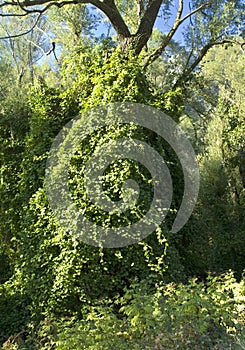 Nestos rarea in Greece