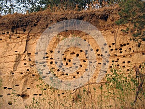 Nests for birds in the clay on the side of a cliff