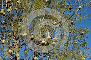 Nests of the Cape weaver birds photo