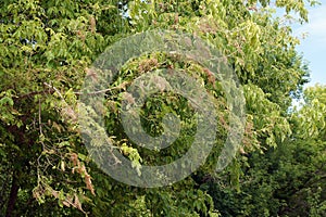 Nests of caterpillars