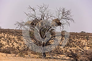 Nests in a dry dead tree 4200