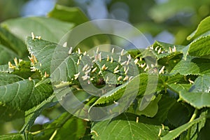 Nests gall mite develops on large-leaved linden. Eriophyes tiliae on Tilia platyphylla