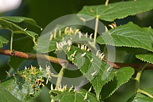 Nests gall mite develops on large-leaved linden. Eriophyes tiliae on Tilia platyphylla