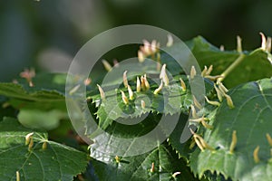 Nests gall mite develops on large-leaved linden. Eriophyes tiliae on Tilia platyphylla