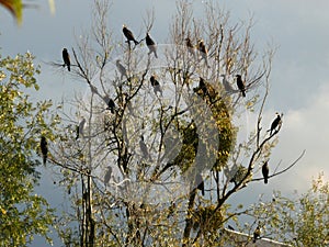 Nests of Great Cormorants above Cher Cherry Cross in Touraine