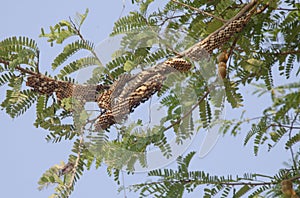 Nests of hornets on branches of tree