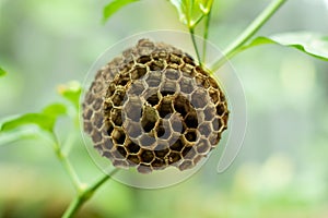 Nests are mostly made out of a mixture of chewed wood and wasp saliva