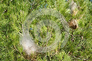 Nests of pine processionary moth on a branch