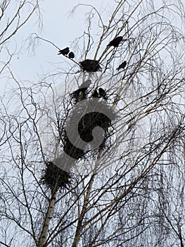 Nests and rooks in Mogilev park