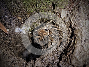 NESTS OF SMALL CRABS photo