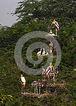 Nests and stork as its habitat