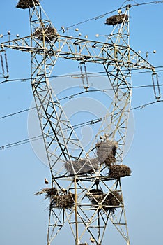 Nests of storks