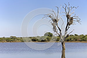 Nests in a tree