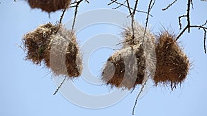 Nests of weaver bird