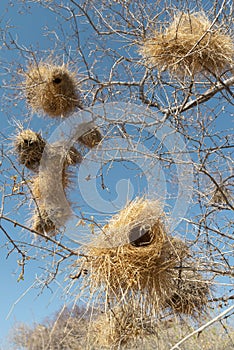 Nests of weaver birds