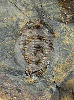 Neseuretus avus, trilobites fossil from Middle Ordovician photo