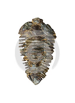 Neseuretus avus, trilobites fossil from Middle Ordovician photo