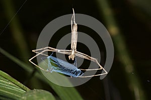 Net-casting spider