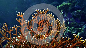 Net Fire Coral Millepora dichotoma , Glare of sunlight on colorful corals near the water surface.