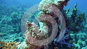 Net Fire Coral Millepora dichotoma , Glare of sunlight on colorful corals near the water surface.