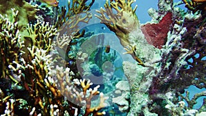 Net Fire Coral Millepora dichotoma , Glare of sunlight on colorful corals near the water surface. Red Sea 4K