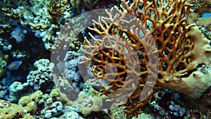 Net Fire Coral Millepora dichotoma , Glare of sunlight on colorful corals near the water surface. Red Sea 4K