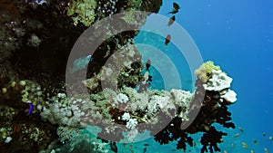 Net Fire Coral Millepora dichotoma , Glare of sunlight on colorful corals near the water surface. Red Sea 4K