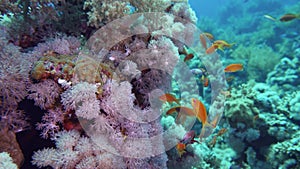 Net Fire Coral Millepora dichotoma , Glare of sunlight on colorful corals near the water surface. Red Sea 4K