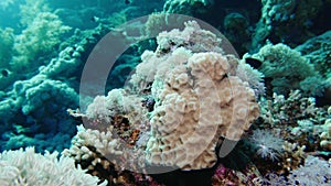 Net Fire Coral Millepora dichotoma , Glare of sunlight on colorful corals near the water surface. Red Sea Egypt