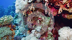 Net Fire Coral Millepora dichotoma , Glare of sunlight on colorful corals near the water surface. Red Sea Egypt