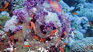 Net Fire Coral Millepora dichotoma , Glare of sunlight on colorful corals near the water surface. Red Sea Egypt