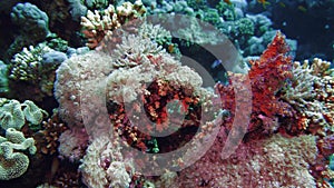 Net Fire Coral Millepora dichotoma , Glare of sunlight on colorful corals near the water surface. Red Sea Egypt