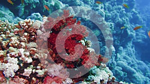 Net Fire Coral Millepora dichotoma , Glare of sunlight on colorful corals near the water surface. Red Sea Egypt