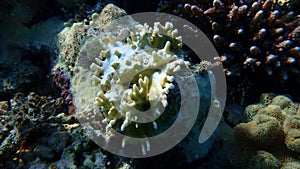 Net fire coral (Millepora dichotoma) undersea, Red Sea