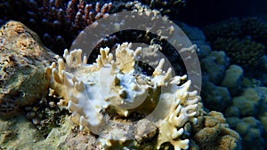 Net fire coral (Millepora dichotoma) undersea, Red Sea