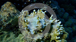 Net fire coral (Millepora dichotoma) undersea, Red Sea