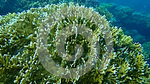 Net fire coral Millepora dichotoma undersea, Red Sea, Egypt, Sharm El Sheikh, Nabq Bay