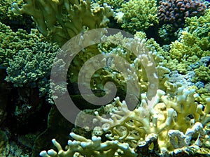 Net fire coral Millepora dichotoma undersea, Red Sea, Egypt, Sharm El Sheikh, Nabq Bay