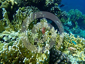 Net fire coral Millepora dichotoma undersea, Red Sea, Egypt, Sharm El Sheikh, Nabq Bay