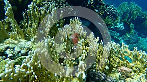 Net fire coral Millepora dichotoma undersea, Red Sea, Egypt, Sharm El Sheikh, Nabq Bay