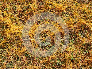 Net of the greater dodder or European dodder, parasitic plant. Cuscuta europaea